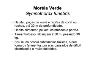 Moréia Verde
         Gymnothorax funebris
• Habitat: poças de maré e recifes de coral ou
  rochas, até 30 m de profundidade.
• Hábito alimentar: peixes, crustáceos e polvos.
• Tamanho/peso: alcançam 2,50 m, pesando 30
  kg.
• Seu muco possui substâncias tóxicas, o que
  torna os ferimentos por elas causados de difícil
  cicatrização e muito doloridos.
 