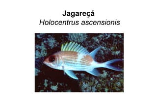 Jagareçá
Holocentrus ascensionis
 