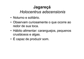 Jagareçá
      Holocentrus adscensionis
• Noturno e solitário.
• Observam curiosamente o que ocorre ao
  redor de sua toca.
• Hábito alimentar: caranguejos, pequenos
  crustáceos e algas.
• É capaz de produzir som.
 