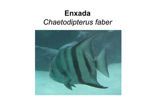Enxada
Chaetodipterus faber
 