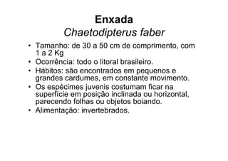 Enxada
          Chaetodipterus faber
• Tamanho: de 30 a 50 cm de comprimento, com
  1 a 2 Kg
• Ocorrência: todo o litoral brasileiro.
• Hábitos: são encontrados em pequenos e
  grandes cardumes, em constante movimento.
• Os espécimes juvenis costumam ficar na
  superfície em posição inclinada ou horizontal,
  parecendo folhas ou objetos boiando.
• Alimentação: invertebrados.
 
