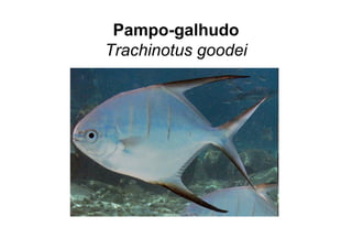 Pampo-galhudo
Trachinotus goodei
 