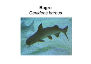 Bagre
Genidens barbus
 