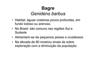 Bagre
            Genidens barbus
• Habitat: águas costeiras pouco profundas, em
  fundo lodoso ou arenoso.
• No Brasil: são comuns nas regiões Sul e
  Sudeste
• Alimentam-se de pequenos peixes e crustáceos.
• Na década de 80 mostrou sinais de sobre
  exploração com a diminuição da população.
 