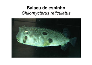 Baiacu de espinho
Chilomycterus reticulatus
 