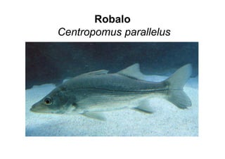 Robalo
Centropomus parallelus
 