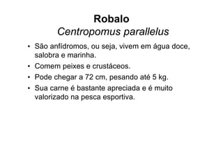 Robalo
        Centropomus parallelus
• São anfídromos, ou seja, vivem em água doce,
  salobra e marinha.
• Comem peixes e crustáceos.
• Pode chegar a 72 cm, pesando até 5 kg.
• Sua carne é bastante apreciada e é muito
  valorizado na pesca esportiva.
 