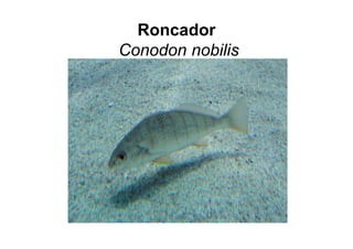 Roncador
Conodon nobilis
 