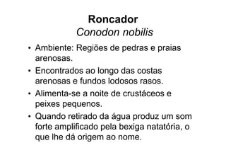 Roncador
            Conodon nobilis
• Ambiente: Regiões de pedras e praias
  arenosas.
• Encontrados ao longo das costas
  arenosas e fundos lodosos rasos.
• Alimenta-se a noite de crustáceos e
  peixes pequenos.
• Quando retirado da água produz um som
  forte amplificado pela bexiga natatória, o
  que lhe dá origem ao nome.
 