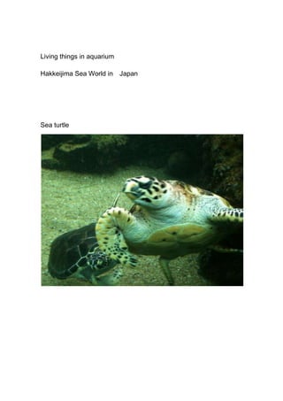 Living things in aquarium<br />Hakkeijima Sea World in　Japan<br />Sea turtle<br />[Chin;anago]<br />Dolphin<br />