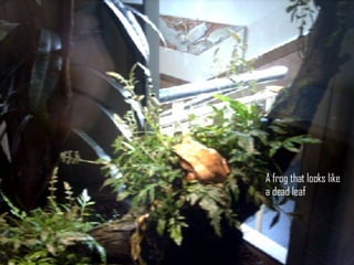 A frog that looks like  a dead leaf 