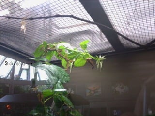 Stick insects    