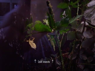   Leaf insects   