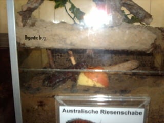 Gigantic bug 