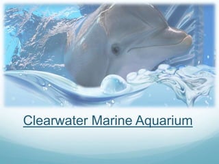 Clearwater Marine Aquarium 