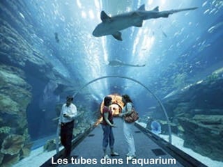 Les tubes dans l’aquarium 