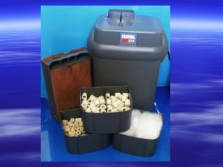 Aquarium filteration notes | PPT