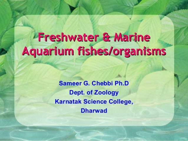 aquarium fish and marine