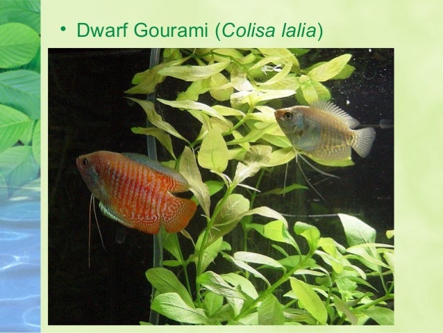 aquarium fish and marine