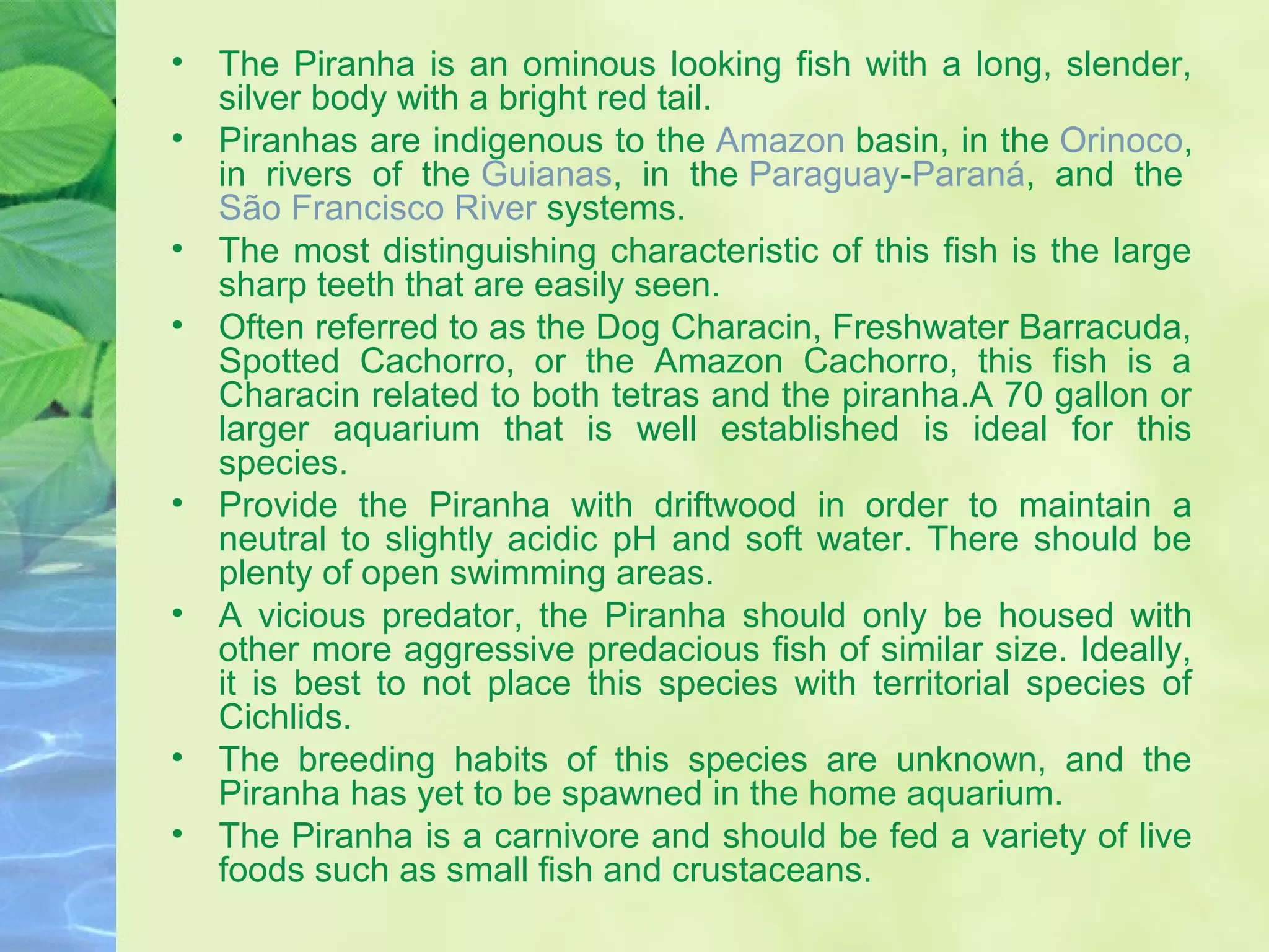 • The Piranha is an ominous looking fish with a long, slender,
silver body with a bright red tail.
• Piranhas are indigenous to the Amazon basin, in the Orinoco,
in rivers of the Guianas, in the Paraguay-Paraná, and the
São Francisco River systems.
• The most distinguishing characteristic of this fish is the large
sharp teeth that are easily seen.
• Often referred to as the Dog Characin, Freshwater Barracuda,
Spotted Cachorro, or the Amazon Cachorro, this fish is a
Characin related to both tetras and the piranha.A 70 gallon or
larger aquarium that is well established is ideal for this
species.
• Provide the Piranha with driftwood in order to maintain a
neutral to slightly acidic pH and soft water. There should be
plenty of open swimming areas.
• A vicious predator, the Piranha should only be housed with
other more aggressive predacious fish of similar size. Ideally,
it is best to not place this species with territorial species of
Cichlids.
• The breeding habits of this species are unknown, and the
Piranha has yet to be spawned in the home aquarium.
• The Piranha is a carnivore and should be fed a variety of live
foods such as small fish and crustaceans.
 