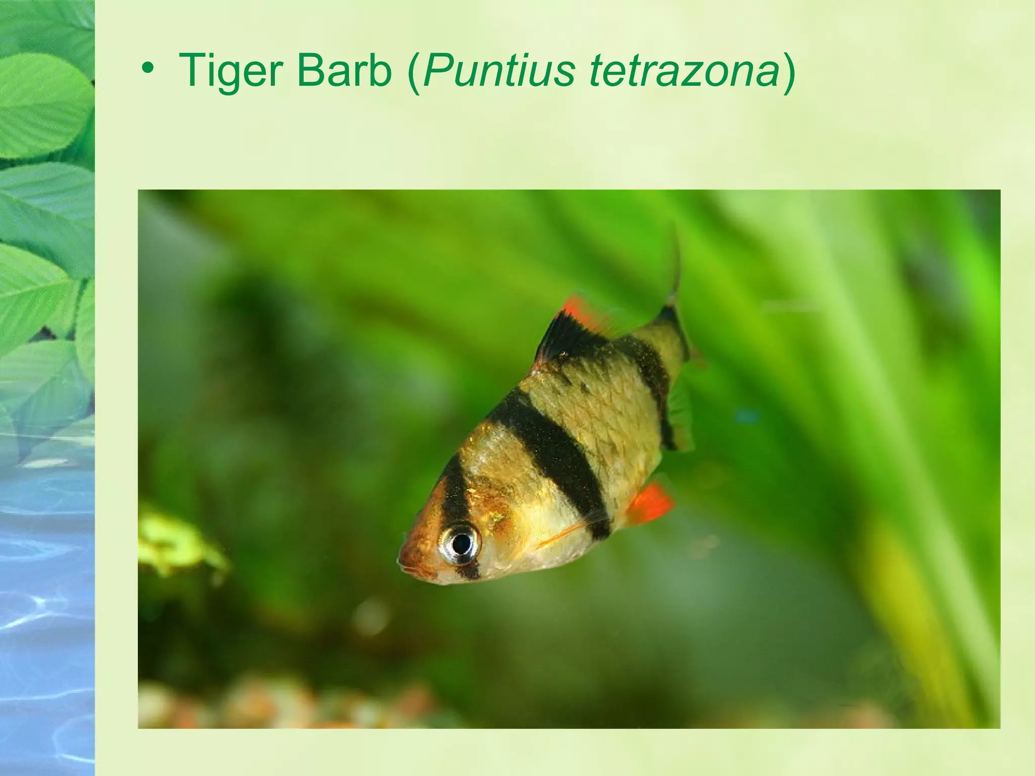 • Tiger Barb (Puntius tetrazona)
 
