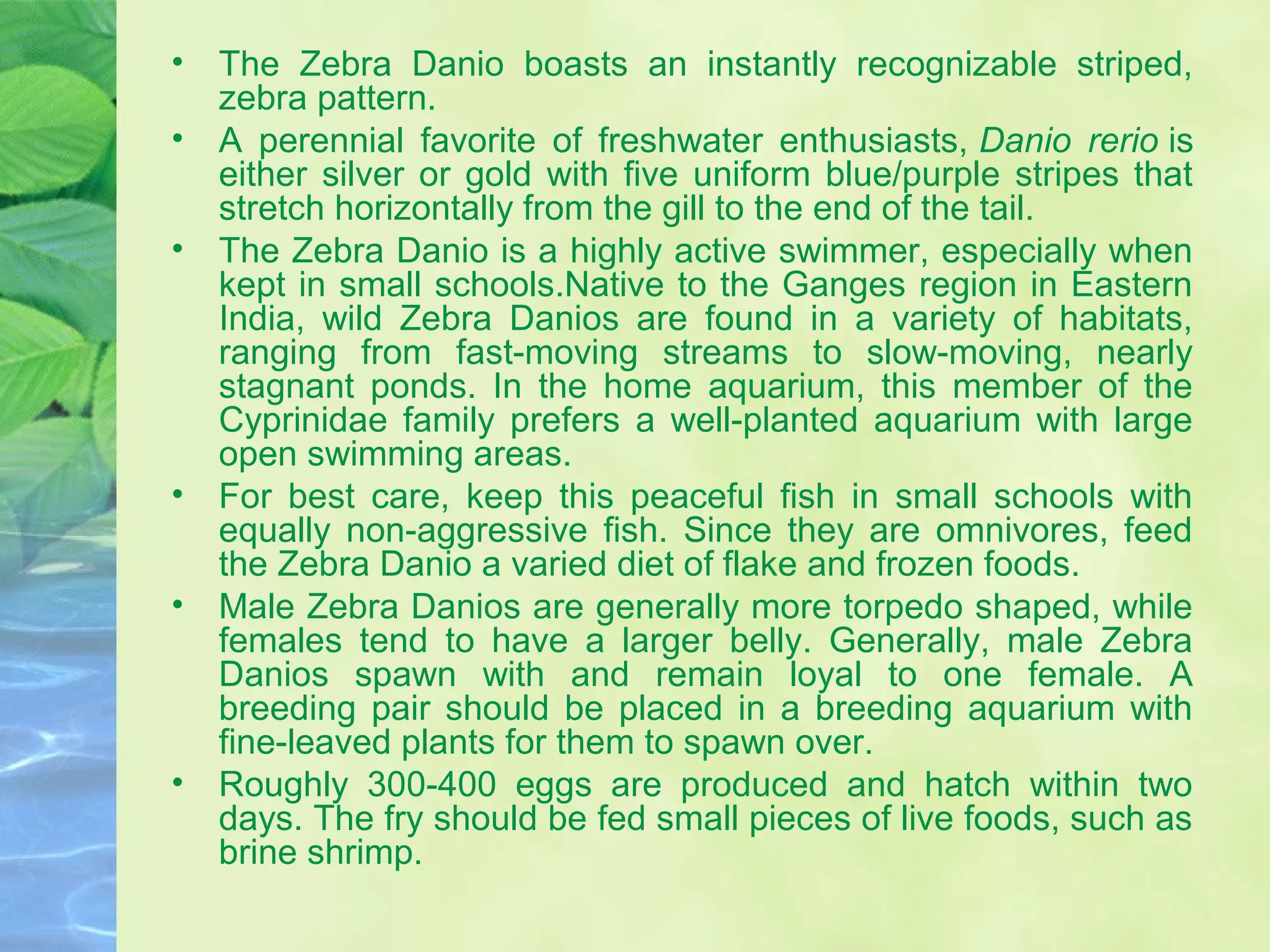 • The Zebra Danio boasts an instantly recognizable striped,
zebra pattern.
• A perennial favorite of freshwater enthusiasts, Danio rerio is
either silver or gold with five uniform blue/purple stripes that
stretch horizontally from the gill to the end of the tail.
• The Zebra Danio is a highly active swimmer, especially when
kept in small schools.Native to the Ganges region in Eastern
India, wild Zebra Danios are found in a variety of habitats,
ranging from fast-moving streams to slow-moving, nearly
stagnant ponds. In the home aquarium, this member of the
Cyprinidae family prefers a well-planted aquarium with large
open swimming areas.
• For best care, keep this peaceful fish in small schools with
equally non-aggressive fish. Since they are omnivores, feed
the Zebra Danio a varied diet of flake and frozen foods.
• Male Zebra Danios are generally more torpedo shaped, while
females tend to have a larger belly. Generally, male Zebra
Danios spawn with and remain loyal to one female. A
breeding pair should be placed in a breeding aquarium with
fine-leaved plants for them to spawn over.
• Roughly 300-400 eggs are produced and hatch within two
days. The fry should be fed small pieces of live foods, such as
brine shrimp.
 