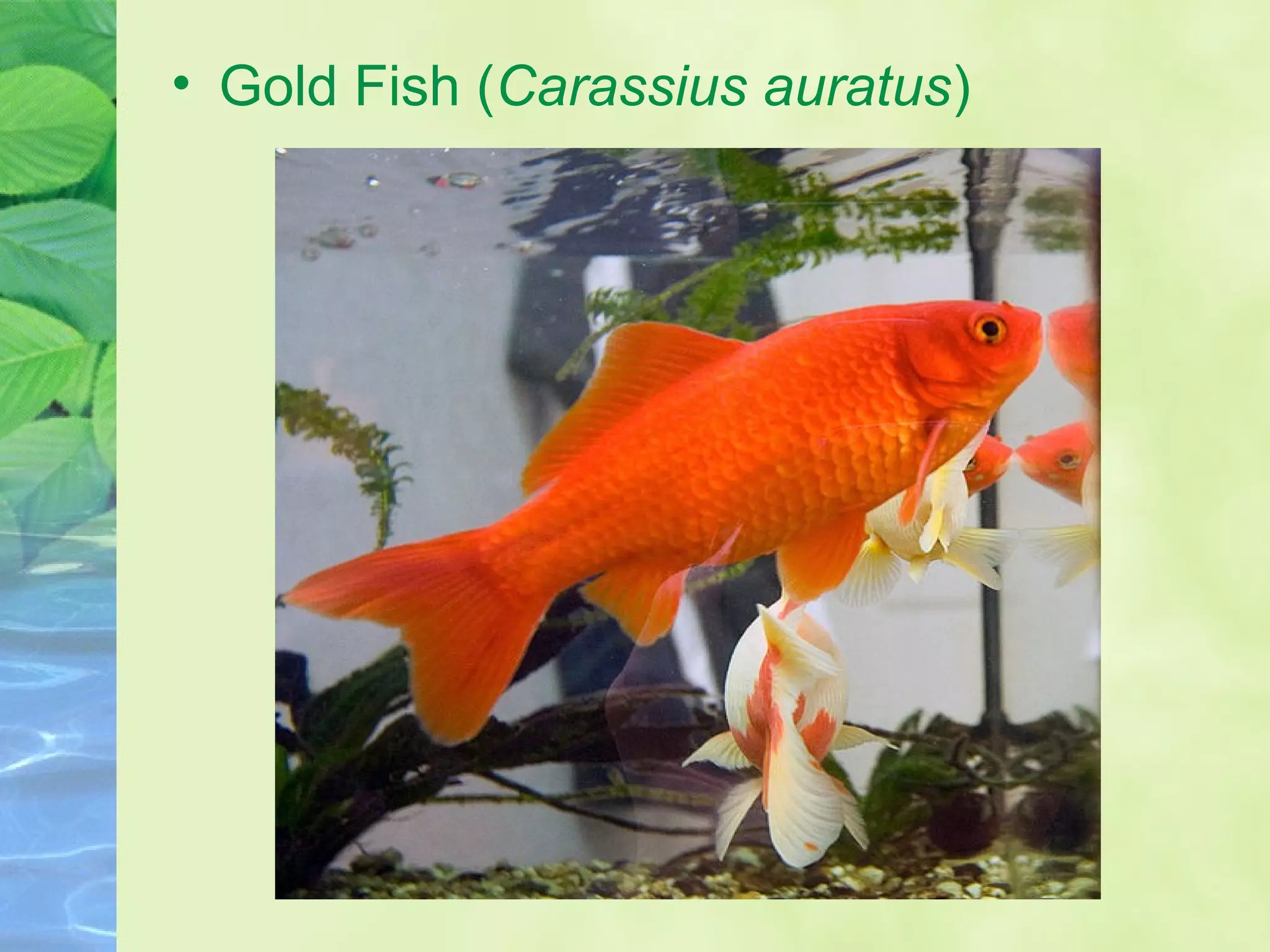 • Gold Fish (Carassius auratus)
 
