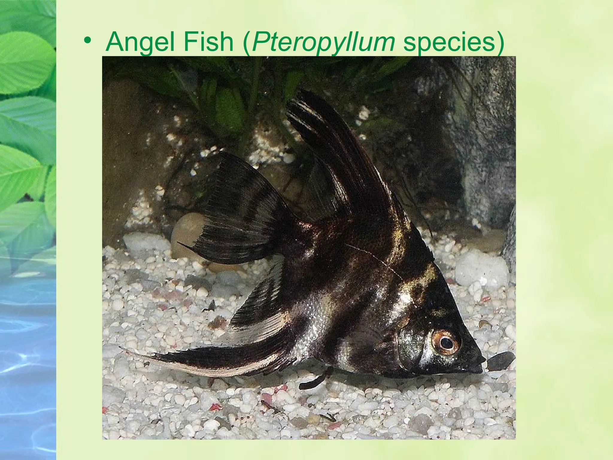 • Angel Fish (Pteropyllum species)
 