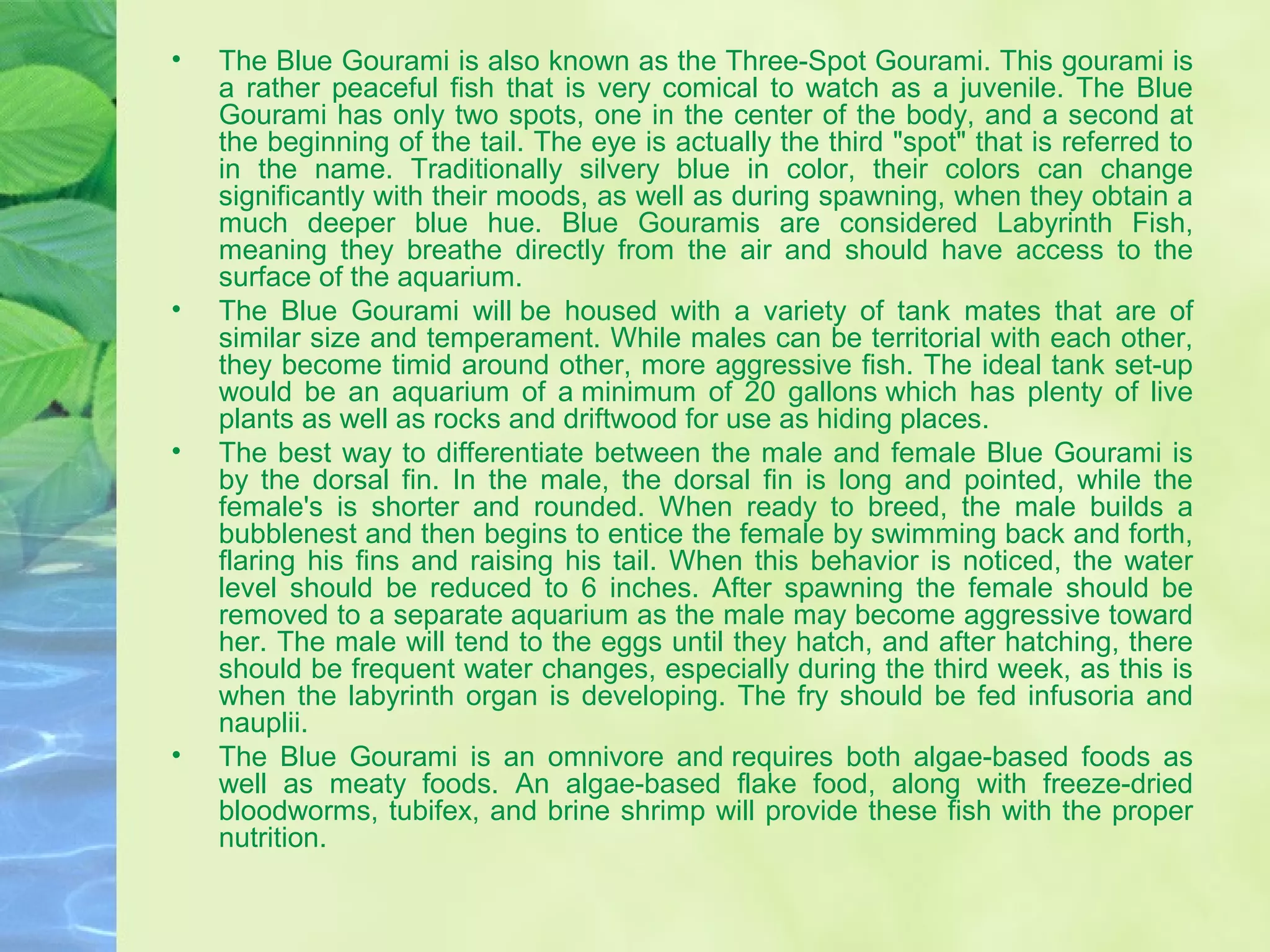 • The Blue Gourami is also known as the Three-Spot Gourami. This gourami is
a rather peaceful fish that is very comical to watch as a juvenile. The Blue
Gourami has only two spots, one in the center of the body, and a second at
the beginning of the tail. The eye is actually the third "spot" that is referred to
in the name. Traditionally silvery blue in color, their colors can change
significantly with their moods, as well as during spawning, when they obtain a
much deeper blue hue. Blue Gouramis are considered Labyrinth Fish,
meaning they breathe directly from the air and should have access to the
surface of the aquarium.
• The Blue Gourami will be housed with a variety of tank mates that are of
similar size and temperament. While males can be territorial with each other,
they become timid around other, more aggressive fish. The ideal tank set-up
would be an aquarium of a minimum of 20 gallons which has plenty of live
plants as well as rocks and driftwood for use as hiding places.
• The best way to differentiate between the male and female Blue Gourami is
by the dorsal fin. In the male, the dorsal fin is long and pointed, while the
female's is shorter and rounded. When ready to breed, the male builds a
bubblenest and then begins to entice the female by swimming back and forth,
flaring his fins and raising his tail. When this behavior is noticed, the water
level should be reduced to 6 inches. After spawning the female should be
removed to a separate aquarium as the male may become aggressive toward
her. The male will tend to the eggs until they hatch, and after hatching, there
should be frequent water changes, especially during the third week, as this is
when the labyrinth organ is developing. The fry should be fed infusoria and
nauplii.
• The Blue Gourami is an omnivore and requires both algae-based foods as
well as meaty foods. An algae-based flake food, along with freeze-dried
bloodworms, tubifex, and brine shrimp will provide these fish with the proper
nutrition.
 