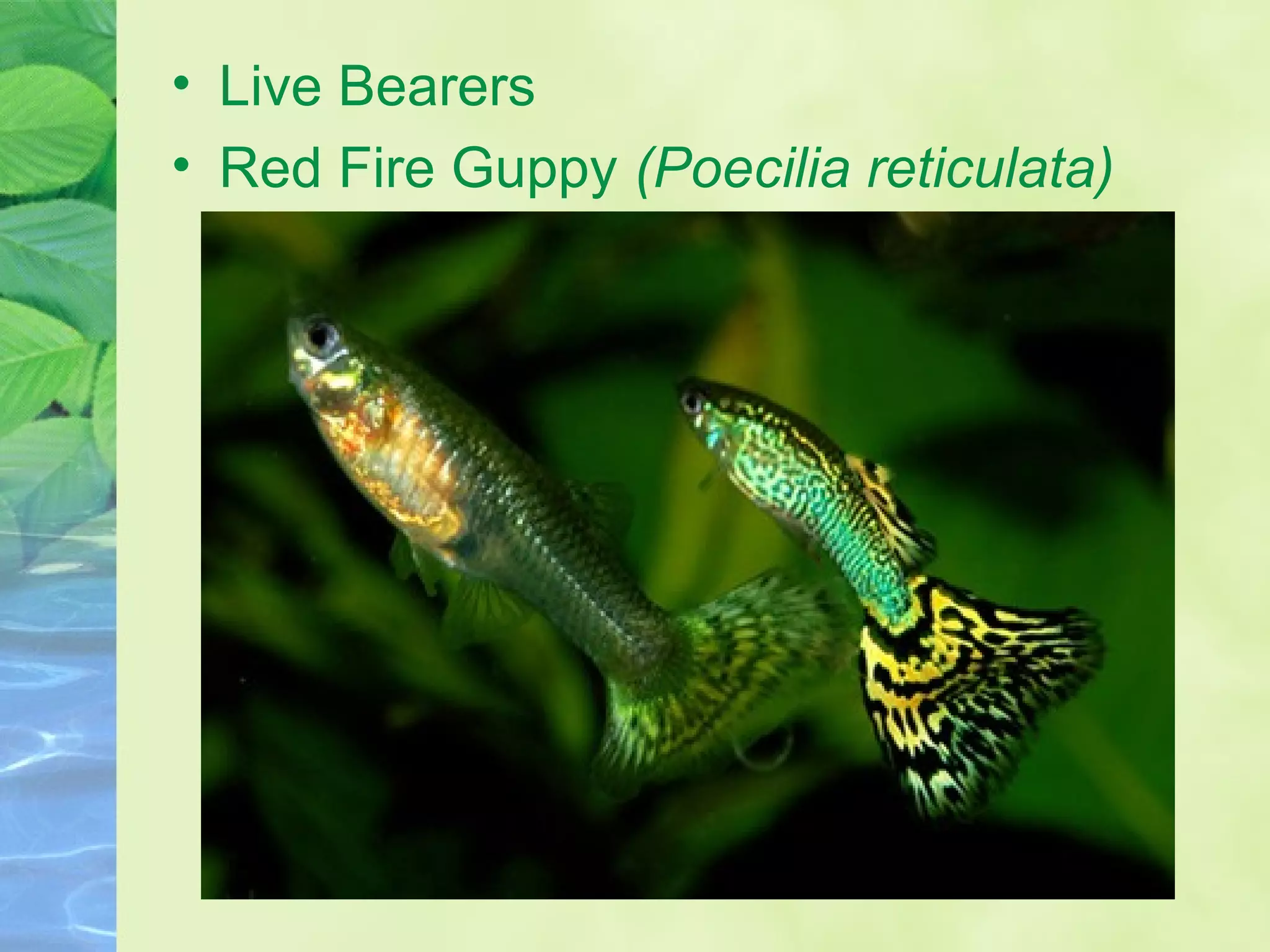 • Live Bearers
• Red Fire Guppy (Poecilia reticulata)
 