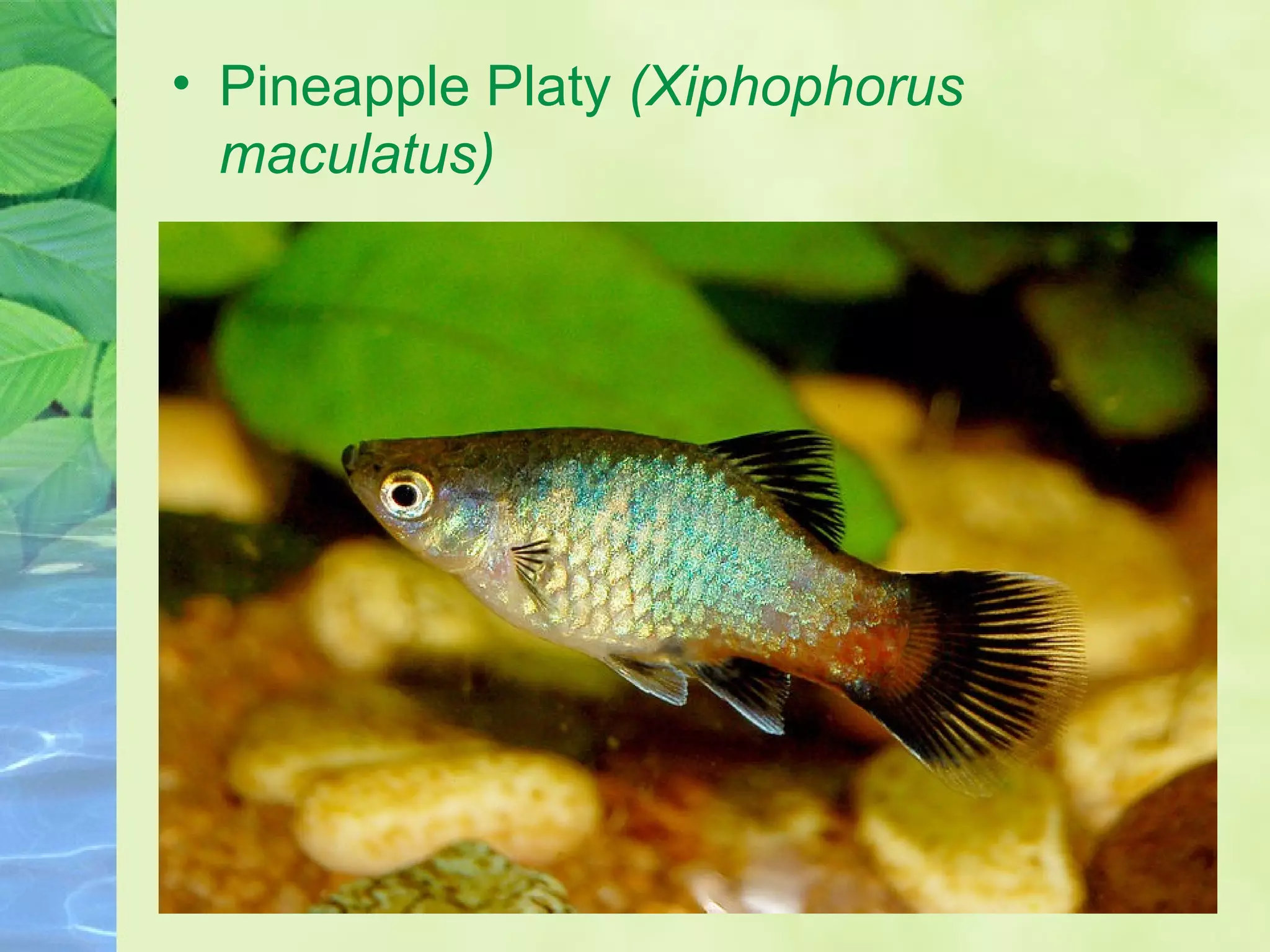 • Pineapple Platy (Xiphophorus
maculatus)
•
 