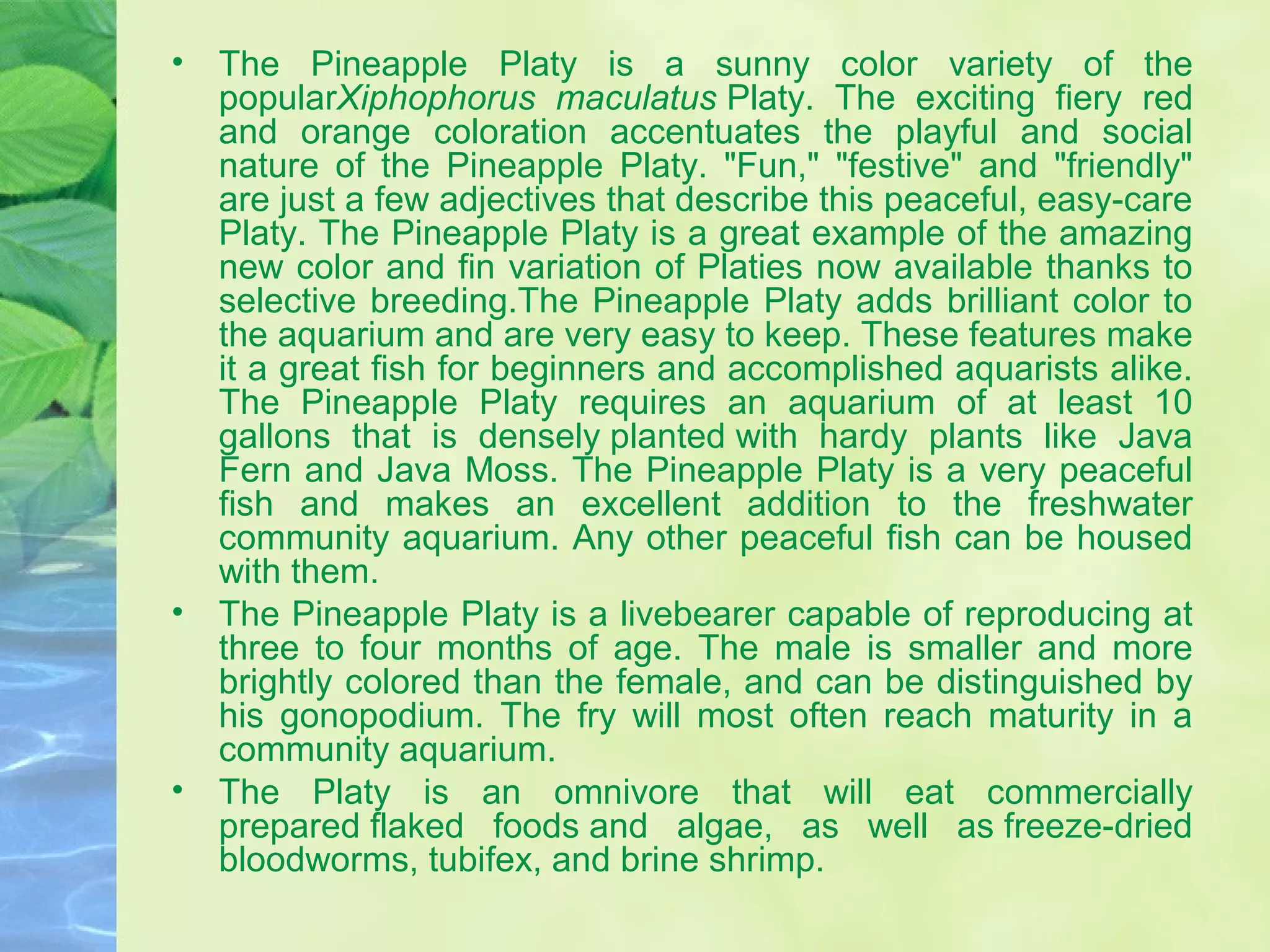 • The Pineapple Platy is a sunny color variety of the
popularXiphophorus maculatus Platy. The exciting fiery red
and orange coloration accentuates the playful and social
nature of the Pineapple Platy. "Fun," "festive" and "friendly"
are just a few adjectives that describe this peaceful, easy-care
Platy. The Pineapple Platy is a great example of the amazing
new color and fin variation of Platies now available thanks to
selective breeding.The Pineapple Platy adds brilliant color to
the aquarium and are very easy to keep. These features make
it a great fish for beginners and accomplished aquarists alike.
The Pineapple Platy requires an aquarium of at least 10
gallons that is densely planted with hardy plants like Java
Fern and Java Moss. The Pineapple Platy is a very peaceful
fish and makes an excellent addition to the freshwater
community aquarium. Any other peaceful fish can be housed
with them.
• The Pineapple Platy is a livebearer capable of reproducing at
three to four months of age. The male is smaller and more
brightly colored than the female, and can be distinguished by
his gonopodium. The fry will most often reach maturity in a
community aquarium.
• The Platy is an omnivore that will eat commercially
prepared flaked foods and algae, as well as freeze-dried
bloodworms, tubifex, and brine shrimp.
 