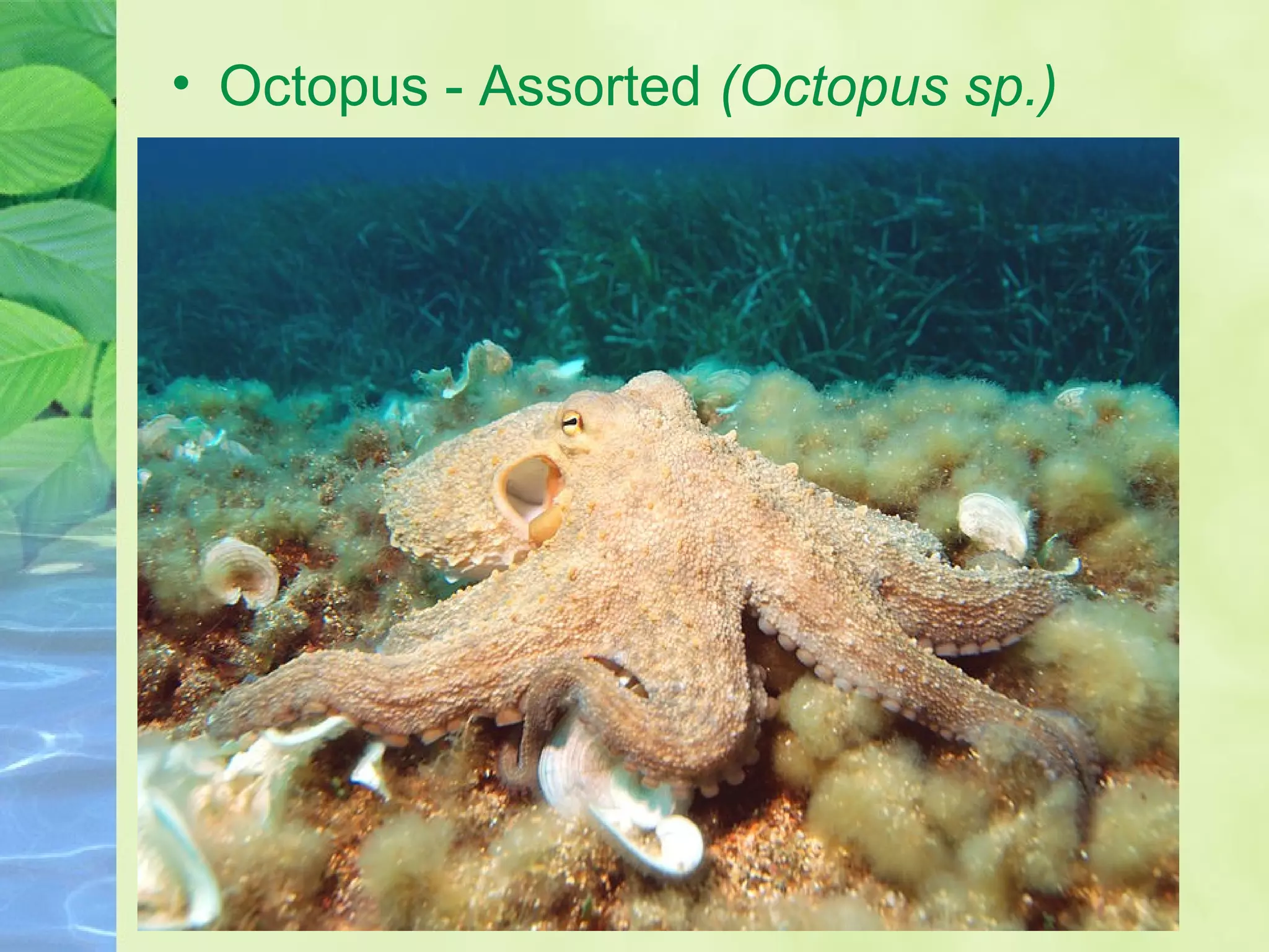 • Octopus - Assorted (Octopus sp.)
 