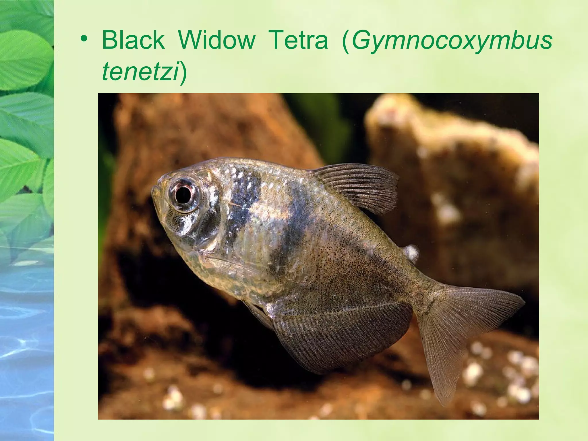 • Black Widow Tetra (Gymnocoxymbus
tenetzi)
 