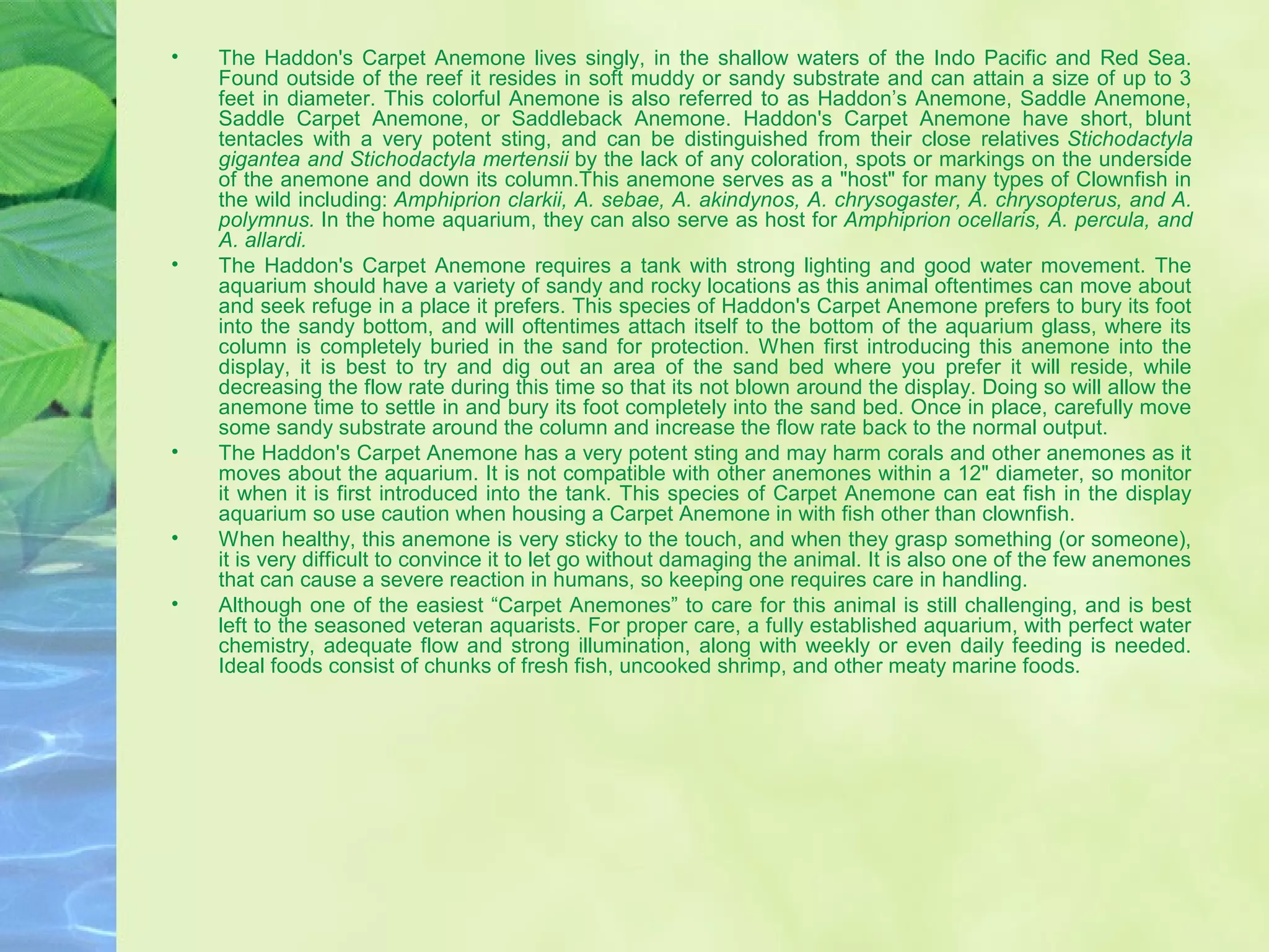 • The Haddon's Carpet Anemone lives singly, in the shallow waters of the Indo Pacific and Red Sea.
Found outside of the reef it resides in soft muddy or sandy substrate and can attain a size of up to 3
feet in diameter. This colorful Anemone is also referred to as Haddon’s Anemone, Saddle Anemone,
Saddle Carpet Anemone, or Saddleback Anemone. Haddon's Carpet Anemone have short, blunt
tentacles with a very potent sting, and can be distinguished from their close relatives Stichodactyla
gigantea and Stichodactyla mertensii by the lack of any coloration, spots or markings on the underside
of the anemone and down its column.This anemone serves as a "host" for many types of Clownfish in
the wild including: Amphiprion clarkii, A. sebae, A. akindynos, A. chrysogaster, A. chrysopterus, and A.
polymnus. In the home aquarium, they can also serve as host for Amphiprion ocellaris, A. percula, and
A. allardi.
• The Haddon's Carpet Anemone requires a tank with strong lighting and good water movement. The
aquarium should have a variety of sandy and rocky locations as this animal oftentimes can move about
and seek refuge in a place it prefers. This species of Haddon's Carpet Anemone prefers to bury its foot
into the sandy bottom, and will oftentimes attach itself to the bottom of the aquarium glass, where its
column is completely buried in the sand for protection. When first introducing this anemone into the
display, it is best to try and dig out an area of the sand bed where you prefer it will reside, while
decreasing the flow rate during this time so that its not blown around the display. Doing so will allow the
anemone time to settle in and bury its foot completely into the sand bed. Once in place, carefully move
some sandy substrate around the column and increase the flow rate back to the normal output.
• The Haddon's Carpet Anemone has a very potent sting and may harm corals and other anemones as it
moves about the aquarium. It is not compatible with other anemones within a 12" diameter, so monitor
it when it is first introduced into the tank. This species of Carpet Anemone can eat fish in the display
aquarium so use caution when housing a Carpet Anemone in with fish other than clownfish.
• When healthy, this anemone is very sticky to the touch, and when they grasp something (or someone),
it is very difficult to convince it to let go without damaging the animal. It is also one of the few anemones
that can cause a severe reaction in humans, so keeping one requires care in handling.
• Although one of the easiest “Carpet Anemones” to care for this animal is still challenging, and is best
left to the seasoned veteran aquarists. For proper care, a fully established aquarium, with perfect water
chemistry, adequate flow and strong illumination, along with weekly or even daily feeding is needed.
Ideal foods consist of chunks of fresh fish, uncooked shrimp, and other meaty marine foods.
 