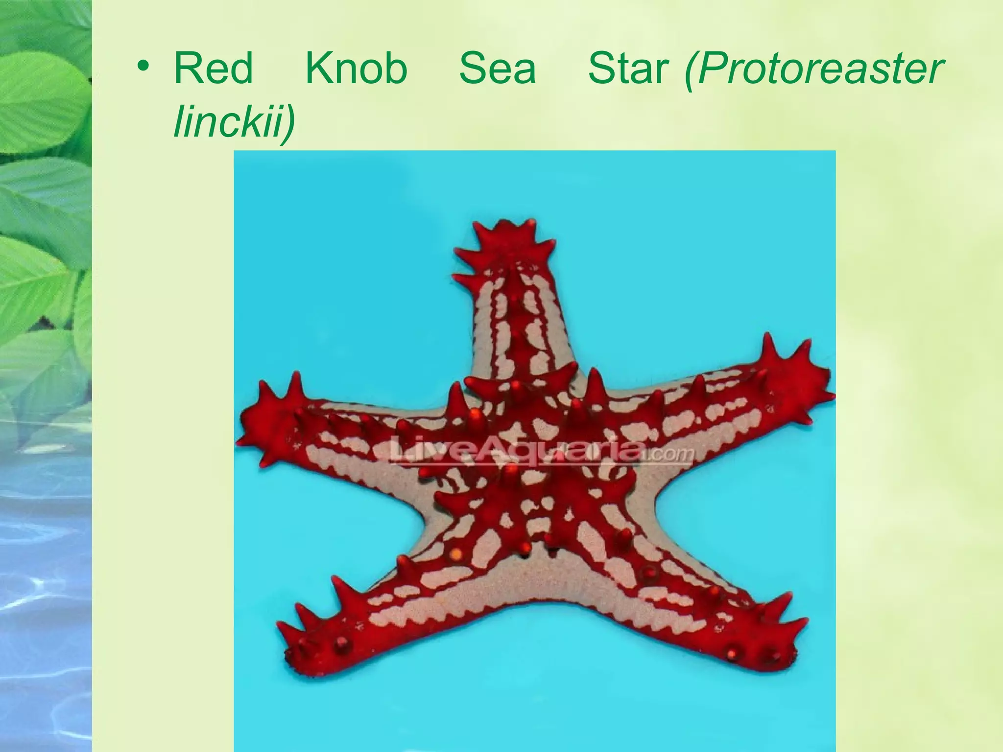 • Red Knob Sea Star (Protoreaster
linckii)
 