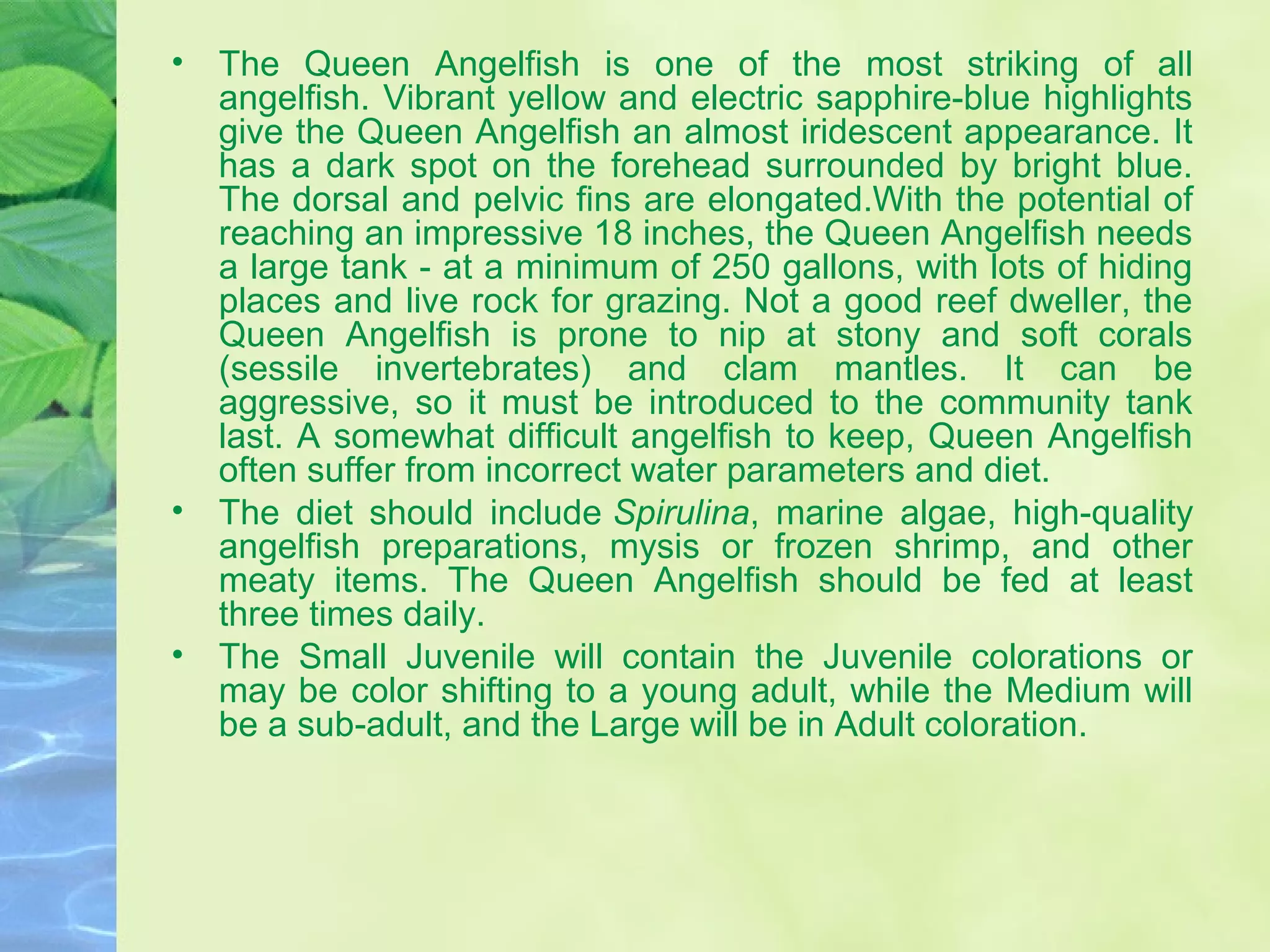 • The Queen Angelfish is one of the most striking of all
angelfish. Vibrant yellow and electric sapphire-blue highlights
give the Queen Angelfish an almost iridescent appearance. It
has a dark spot on the forehead surrounded by bright blue.
The dorsal and pelvic fins are elongated.With the potential of
reaching an impressive 18 inches, the Queen Angelfish needs
a large tank - at a minimum of 250 gallons, with lots of hiding
places and live rock for grazing. Not a good reef dweller, the
Queen Angelfish is prone to nip at stony and soft corals
(sessile invertebrates) and clam mantles. It can be
aggressive, so it must be introduced to the community tank
last. A somewhat difficult angelfish to keep, Queen Angelfish
often suffer from incorrect water parameters and diet.
• The diet should include Spirulina, marine algae, high-quality
angelfish preparations, mysis or frozen shrimp, and other
meaty items. The Queen Angelfish should be fed at least
three times daily.
• The Small Juvenile will contain the Juvenile colorations or
may be color shifting to a young adult, while the Medium will
be a sub-adult, and the Large will be in Adult coloration.
 