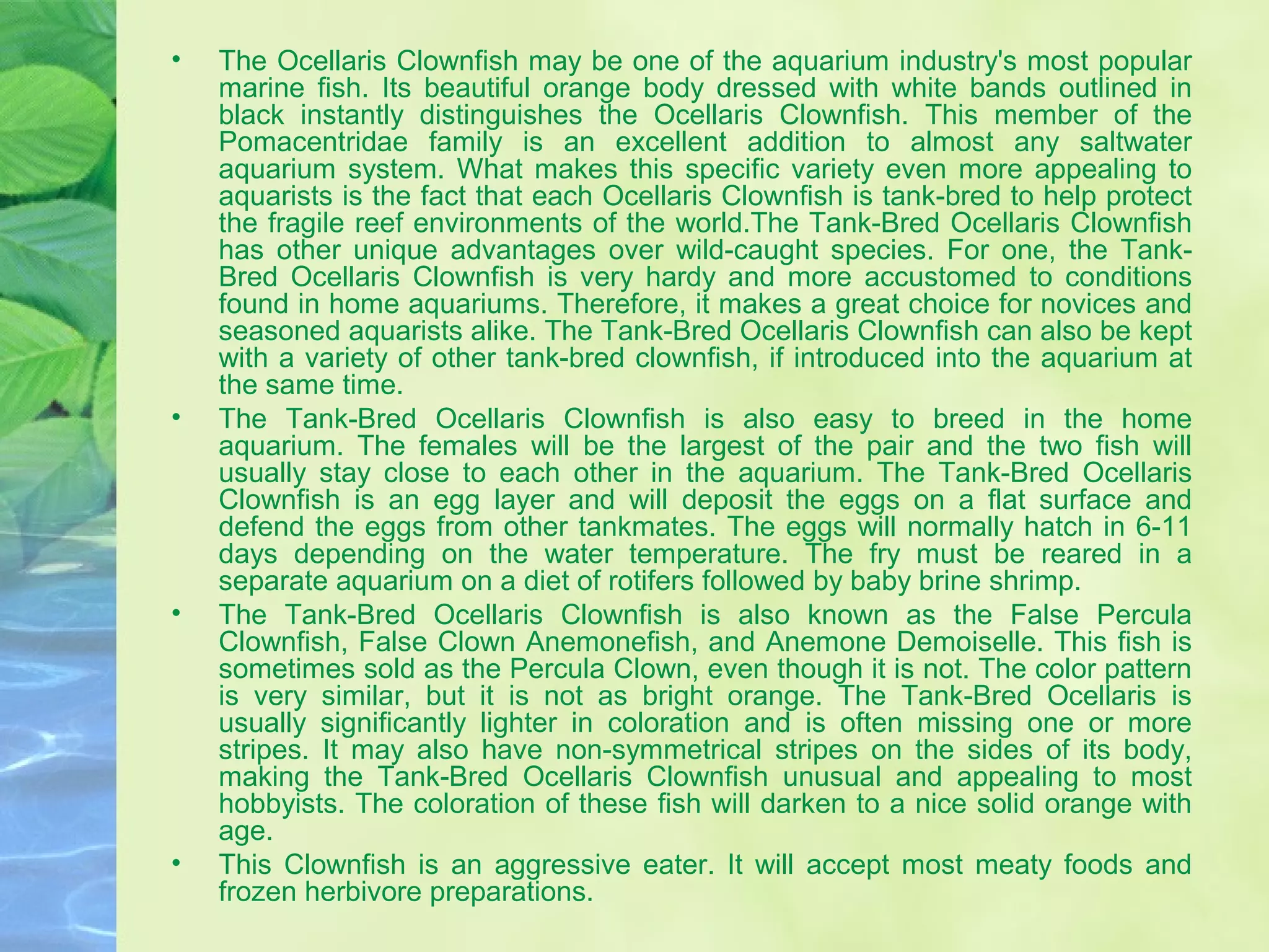 • The Ocellaris Clownfish may be one of the aquarium industry's most popular
marine fish. Its beautiful orange body dressed with white bands outlined in
black instantly distinguishes the Ocellaris Clownfish. This member of the
Pomacentridae family is an excellent addition to almost any saltwater
aquarium system. What makes this specific variety even more appealing to
aquarists is the fact that each Ocellaris Clownfish is tank-bred to help protect
the fragile reef environments of the world.The Tank-Bred Ocellaris Clownfish
has other unique advantages over wild-caught species. For one, the Tank-
Bred Ocellaris Clownfish is very hardy and more accustomed to conditions
found in home aquariums. Therefore, it makes a great choice for novices and
seasoned aquarists alike. The Tank-Bred Ocellaris Clownfish can also be kept
with a variety of other tank-bred clownfish, if introduced into the aquarium at
the same time.
• The Tank-Bred Ocellaris Clownfish is also easy to breed in the home
aquarium. The females will be the largest of the pair and the two fish will
usually stay close to each other in the aquarium. The Tank-Bred Ocellaris
Clownfish is an egg layer and will deposit the eggs on a flat surface and
defend the eggs from other tankmates. The eggs will normally hatch in 6-11
days depending on the water temperature. The fry must be reared in a
separate aquarium on a diet of rotifers followed by baby brine shrimp.
• The Tank-Bred Ocellaris Clownfish is also known as the False Percula
Clownfish, False Clown Anemonefish, and Anemone Demoiselle. This fish is
sometimes sold as the Percula Clown, even though it is not. The color pattern
is very similar, but it is not as bright orange. The Tank-Bred Ocellaris is
usually significantly lighter in coloration and is often missing one or more
stripes. It may also have non-symmetrical stripes on the sides of its body,
making the Tank-Bred Ocellaris Clownfish unusual and appealing to most
hobbyists. The coloration of these fish will darken to a nice solid orange with
age.
• This Clownfish is an aggressive eater. It will accept most meaty foods and
frozen herbivore preparations.
 
