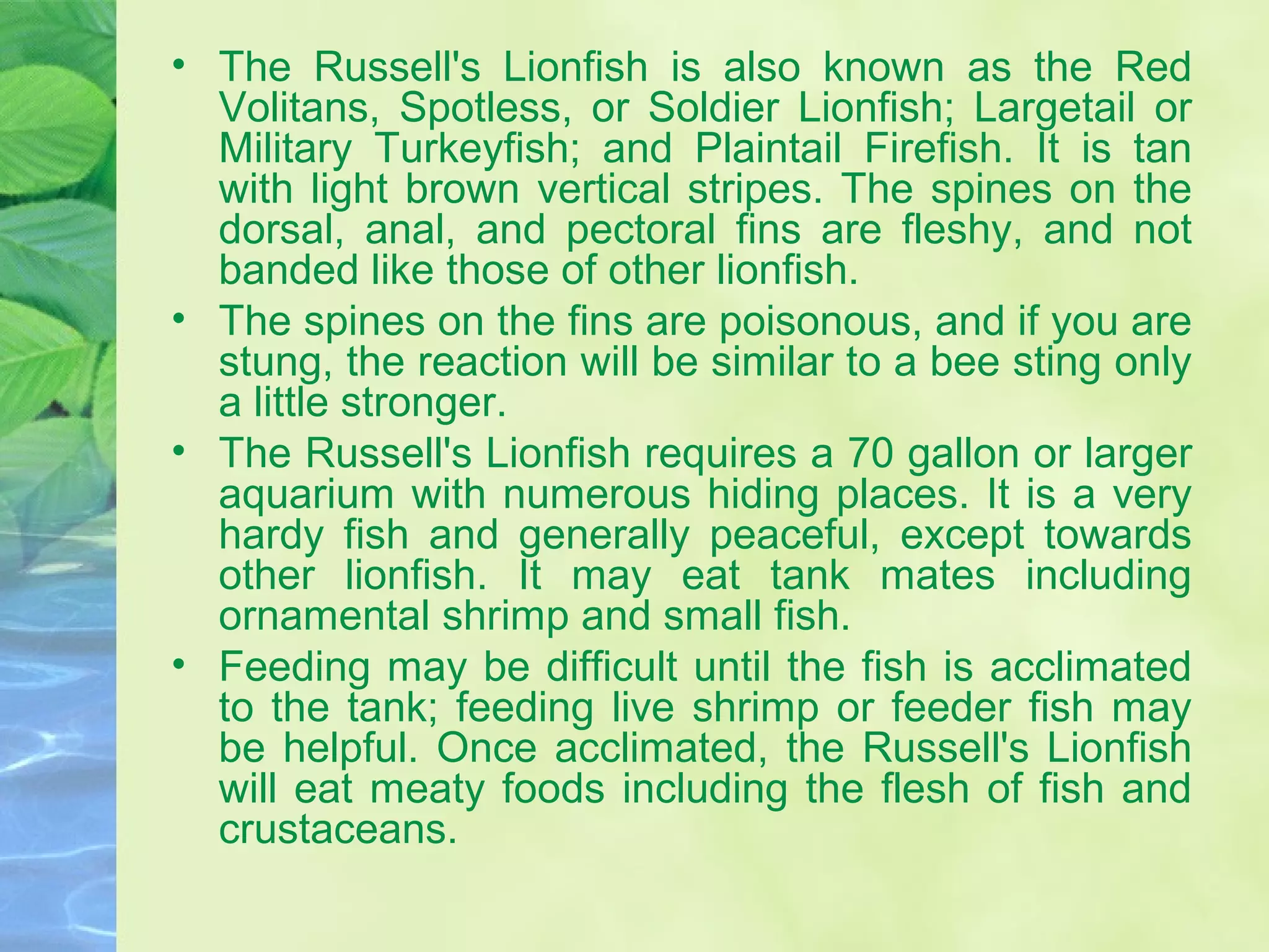 • The Russell's Lionfish is also known as the Red
Volitans, Spotless, or Soldier Lionfish; Largetail or
Military Turkeyfish; and Plaintail Firefish. It is tan
with light brown vertical stripes. The spines on the
dorsal, anal, and pectoral fins are fleshy, and not
banded like those of other lionfish.
• The spines on the fins are poisonous, and if you are
stung, the reaction will be similar to a bee sting only
a little stronger.
• The Russell's Lionfish requires a 70 gallon or larger
aquarium with numerous hiding places. It is a very
hardy fish and generally peaceful, except towards
other lionfish. It may eat tank mates including
ornamental shrimp and small fish.
• Feeding may be difficult until the fish is acclimated
to the tank; feeding live shrimp or feeder fish may
be helpful. Once acclimated, the Russell's Lionfish
will eat meaty foods including the flesh of fish and
crustaceans.
 
