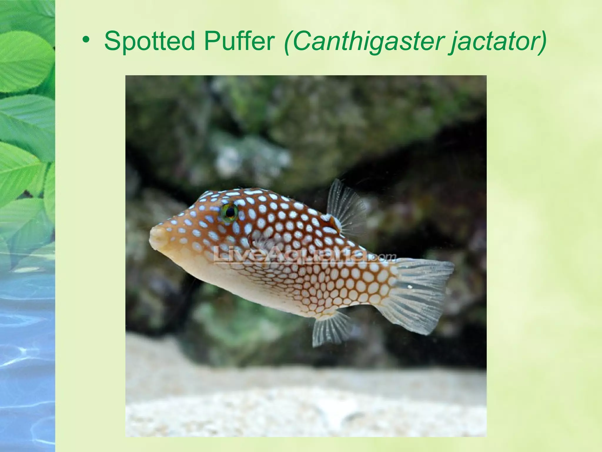 • Spotted Puffer (Canthigaster jactator)
 