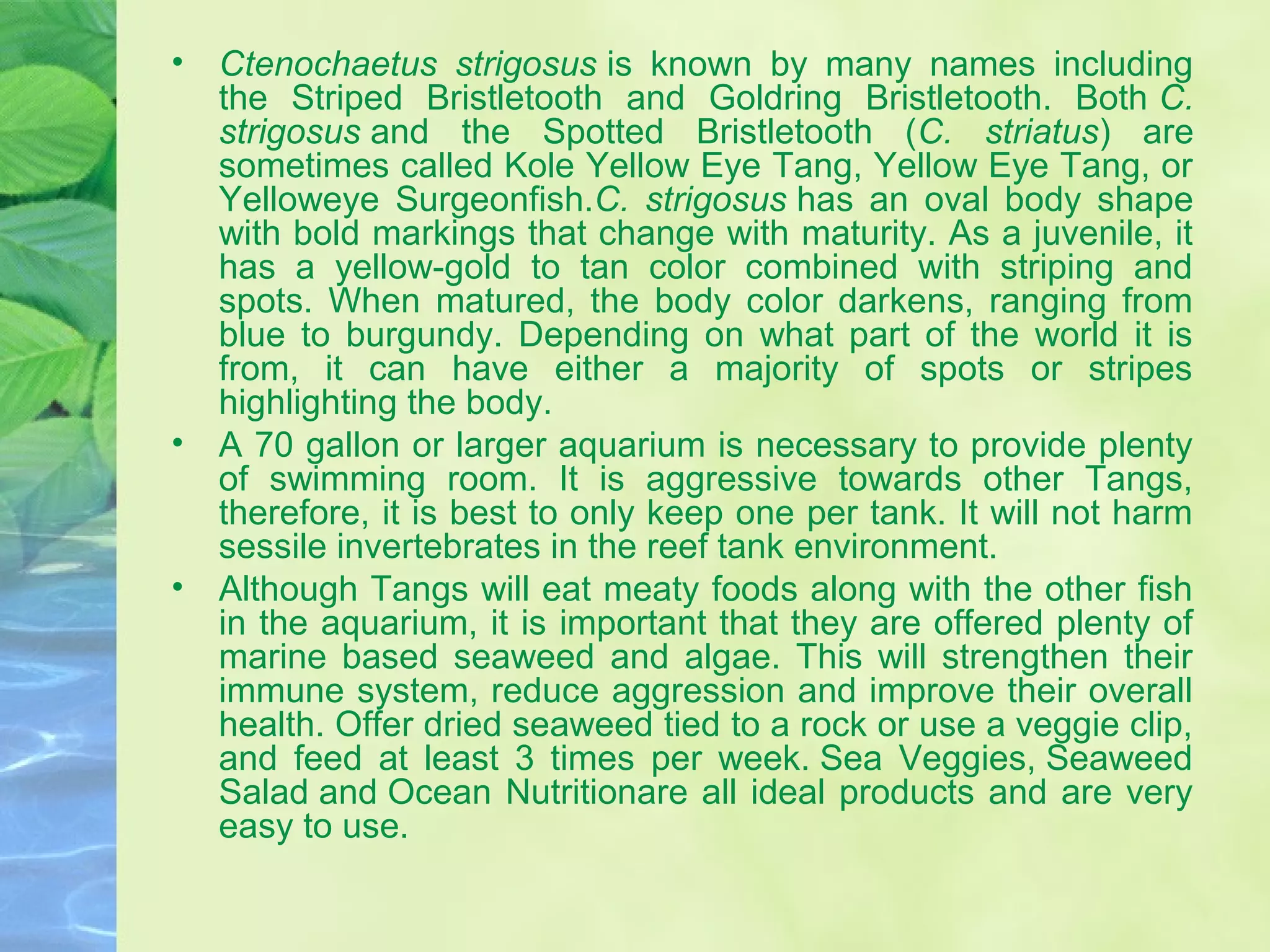 • Ctenochaetus strigosus is known by many names including
the Striped Bristletooth and Goldring Bristletooth. Both C.
strigosus and the Spotted Bristletooth (C. striatus) are
sometimes called Kole Yellow Eye Tang, Yellow Eye Tang, or
Yelloweye Surgeonfish.C. strigosus has an oval body shape
with bold markings that change with maturity. As a juvenile, it
has a yellow-gold to tan color combined with striping and
spots. When matured, the body color darkens, ranging from
blue to burgundy. Depending on what part of the world it is
from, it can have either a majority of spots or stripes
highlighting the body.
• A 70 gallon or larger aquarium is necessary to provide plenty
of swimming room. It is aggressive towards other Tangs,
therefore, it is best to only keep one per tank. It will not harm
sessile invertebrates in the reef tank environment.
• Although Tangs will eat meaty foods along with the other fish
in the aquarium, it is important that they are offered plenty of
marine based seaweed and algae. This will strengthen their
immune system, reduce aggression and improve their overall
health. Offer dried seaweed tied to a rock or use a veggie clip,
and feed at least 3 times per week. Sea Veggies, Seaweed
Salad and Ocean Nutritionare all ideal products and are very
easy to use.
 
