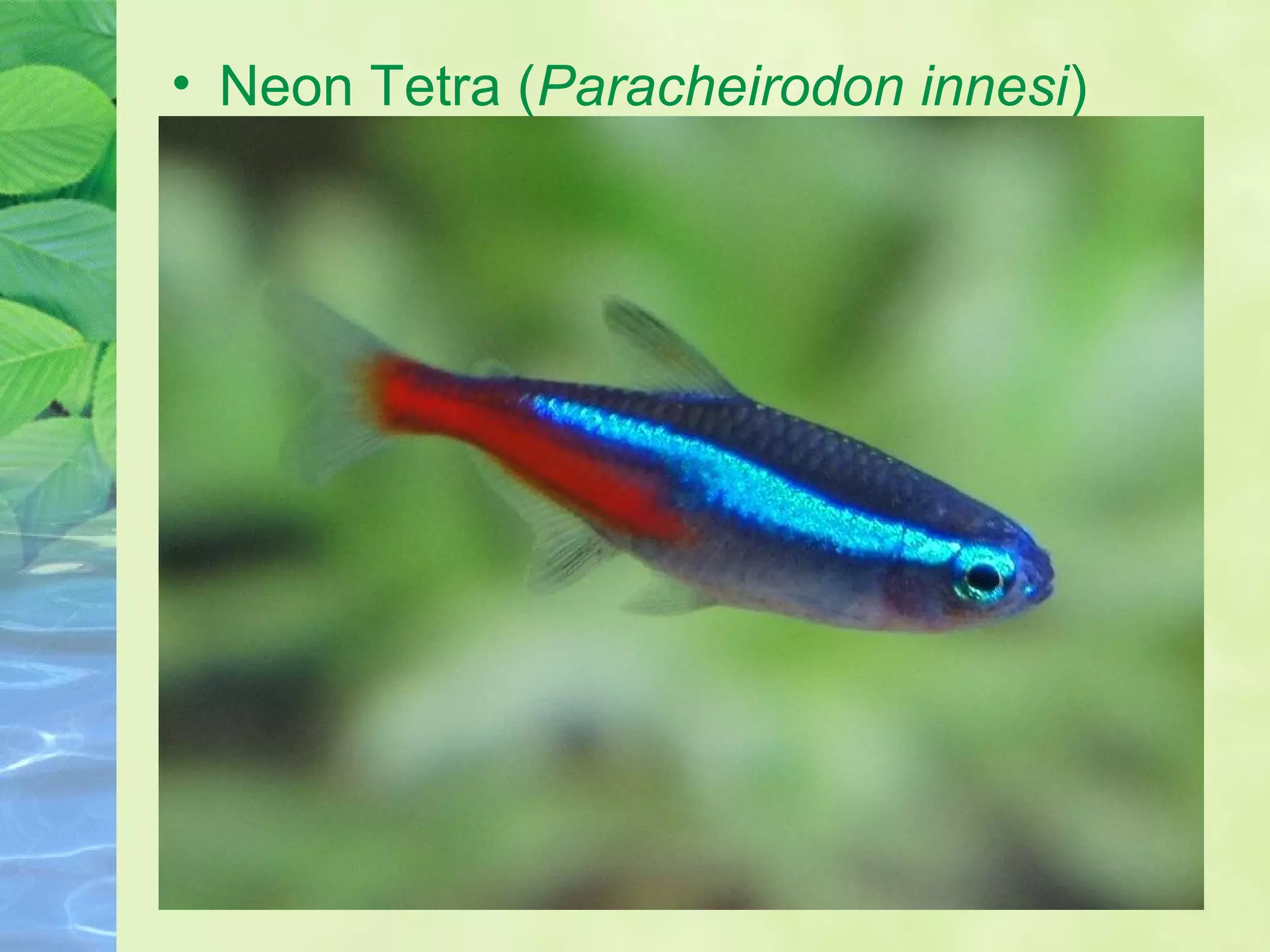 • Neon Tetra (Paracheirodon innesi)
 