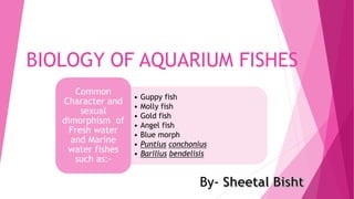 BIOLOGY OF AQUARIUM FISHES
• Guppy fish
• Molly fish
• Gold fish
• Angel fish
• Blue morph
• Puntius conchonius
• Barilius bendelisis
Common
Character and
sexual
dimorphism of
Fresh water
and Marine
water fishes
such as:-
By-
 