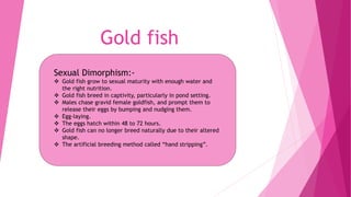 Gold fish
Sexual Dimorphism:-
 Gold fish grow to sexual maturity with enough water and
the right nutrition.
 Gold fish breed in captivity, particularly in pond setting.
 Males chase gravid female goldfish, and prompt them to
release their eggs by bumping and nudging them.
 Egg-laying.
 The eggs hatch within 48 to 72 hours.
 Gold fish can no longer breed naturally due to their altered
shape.
 The artificial breeding method called “hand stripping”.
 