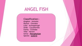ANGEL FISH
Classification:-
Kingdom – Animalia
Phylum – Chordata
Class – Actinopterygii
Order – Cuculiformes
Family – Cichlidae
Tribe – Heroini
Genus – Pterophyllum
Species - scalaris
 