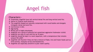 Angel fish
Characters:-
 Freshwater angelfish have tall vertical dorsal fins and long vertical anal fins.
 Native to Tropical south America.
 The angelfish shaped are laterally compressed with round bodies and elongate
triangular dorsal and anal fins.
 Carnivorous in diet.
 Egg-laying.
 Brood care is highly developed.
 Angelfish are a group of peaceful but sometimes aggressive freshwater cichlid.
 Angelfish are easy to care and live up 10 years.
 Angelfish should be kept in a warm aquarium, with a temperature that remains
around 78 to 80◦F.
 Angelfish will flourish if they are fed a mixture of flake, live and frozen foods such as
brine shrimp, mosquito larvae and bloodworms.
 Angelfish are especially sensitive to poor water quality.
 