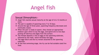 Angel fish
Sexual Dimorphism:-
 Angel fish reaches sexual maturity at the age of 6 to 12 months or
more.
 The pair is capable of spawning every 7 to 10 days.
 Around the age of three years, spawning frequency decreases and
eventually ceases.
 When the pair is ready to spawn, they choose an appropriate
medium upon which to lay the eggs, and spend one to two days
picking off detritus and algae from the surface.
 The female deposits a line of eggs on the spawning substrate,
followed by the male, which fertilizes the eggs.
 The eggs hatch and the fry remain attached to the spawning
substrate.
 At the free swimming stage, the fry can be fed suitable sized live
food.
 