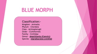 BLUE MORPH
Classification:-
Kingdom – Animalia
Phylum – Chordata
Class – Actinopterygii
Order – Cichliformes
Family – Cichlidae
Genus – Amatitlania (Convict)
Species – nigrofasciata (cichlid)
 