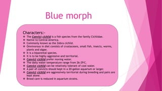 Blue morph
Characters:-
 The Convict cichlid is a fish species from the family Cichlidae.
 Native to Central America.
 Commonly known as the Zebra cichlid.
 Omnivorous in diet consists of crustaceans, small fish, insects, worms,
plants and algae.
 It is a biparental species.
 It is to be highly aggressive and territorial.
 Convict cichlid prefer moving water.
 The daily water temperature range from 26-29◦C.
 Convict cichlid can be relatively tolerant of cool water.
 A pair of convicts should kept in a 20-gallon aquarium or larger.
 Convict cichlid are aggressively territorial during breeding and pairs are
kept alone.
 Brood care is reduced in aquarium strains.
 