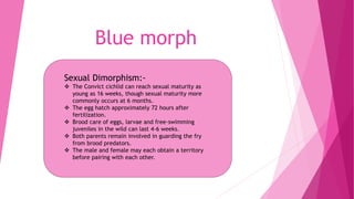 Blue morph
Sexual Dimorphism:-
 The Convict cichlid can reach sexual maturity as
young as 16 weeks, though sexual maturity more
commonly occurs at 6 months.
 The egg hatch approximately 72 hours after
fertilization.
 Brood care of eggs, larvae and free-swimming
juveniles in the wild can last 4-6 weeks.
 Both parents remain involved in guarding the fry
from brood predators.
 The male and female may each obtain a territory
before pairing with each other.
 